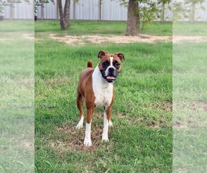 Dolly - Female Boxer Dog for Adoption - Photo #2