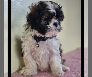 Shih-Poo Puppy for sale in REEDSBURG, WI, USA