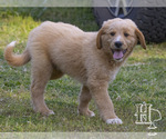 Puppy 1 Golden Pyrenees-Poodle (Standard) Mix