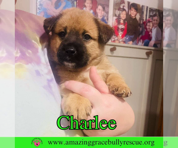 Medium Photo #9 Chow Chow-Unknown Mix Puppy For Sale in Pensacola, FL, USA