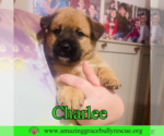 Small #8 Chow Chow Mix