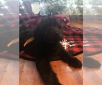 Small Photo #1 Goldendoodle Puppy For Sale in BUCKS BAR, CA, USA