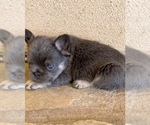 Small #2 French Bulldog
