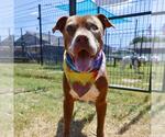 Small #1 American Staffordshire Terrier Mix