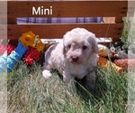 Puppy 5 Goldendoodle-Poodle (Miniature) Mix