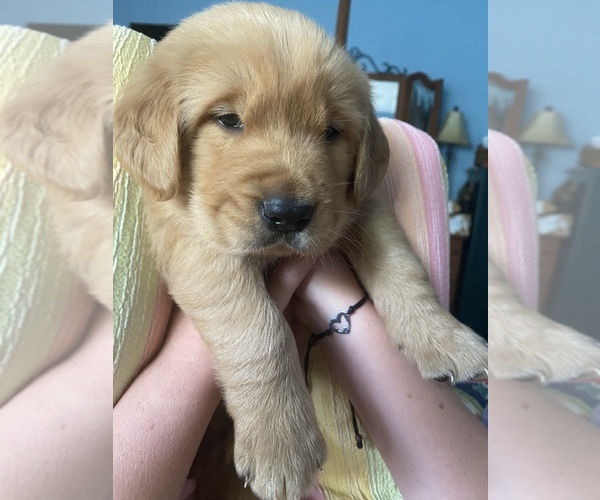 Medium Photo #1 Golden Retriever Puppy For Sale in CARNESVILLE, GA, USA