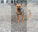 Small #2 American Pit Bull Terrier Mix