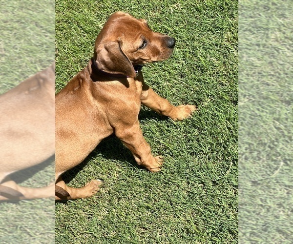 Medium Photo #17 Rhodesian Ridgeback Puppy For Sale in SURPRISE, AZ, USA