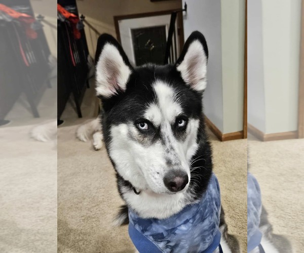 Medium Photo #11 German Shepherd Dog Puppy For Sale in Gretna, NE, USA