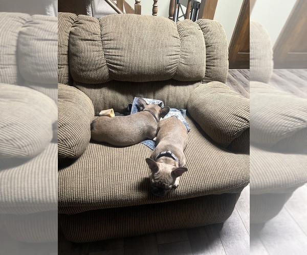 Medium Photo #4 French Bulldog Puppy For Sale in BRIGHTON, CO, USA