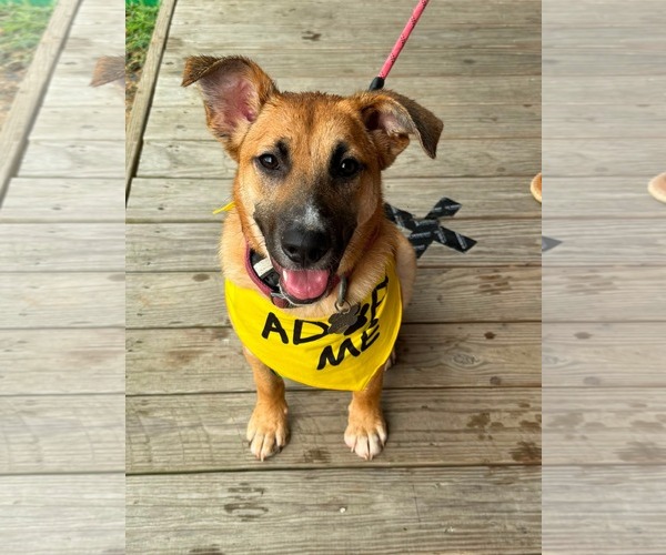 Medium Photo #5 Black Mouth Cur-German Shepherd Dog Mix Puppy For Sale in Holly Springs, NC, USA
