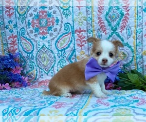 Chihuahua Puppy for sale in LANCASTER, PA, USA