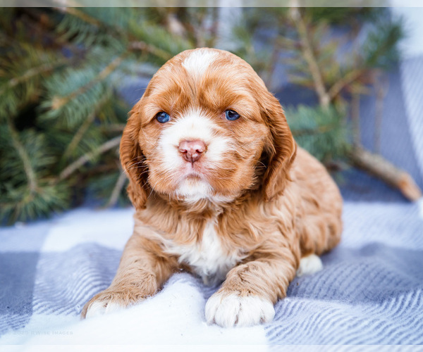 Medium Photo #1 Cocker Spaniel Puppy For Sale in WAKARUSA, IN, USA
