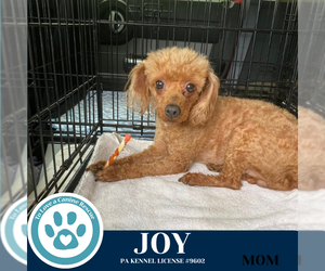 Mutt Dogs for adoption in Kimberton, PA, USA