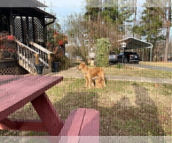 Medium Photo #5 Golden Retriever Puppy For Sale in SANFORD, NC, USA
