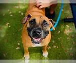 Small #1 Boxer Mix