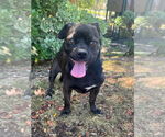 Small #3 Pug Mix