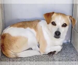 Chihuahua Dogs for adoption in Houston, TX, USA