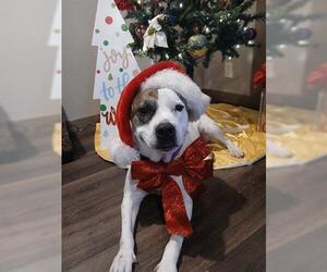 Mutt Dogs for adoption in Houston, TX, USA