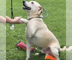 Small #2 Labrador Retriever