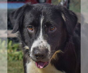 Border-Aussie Dogs for adoption in Huntley, IL, USA