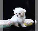 Small #6 Maltese