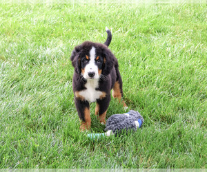 Bernese Mountain Dog Puppy for Sale in SYRACUSE, Indiana USA