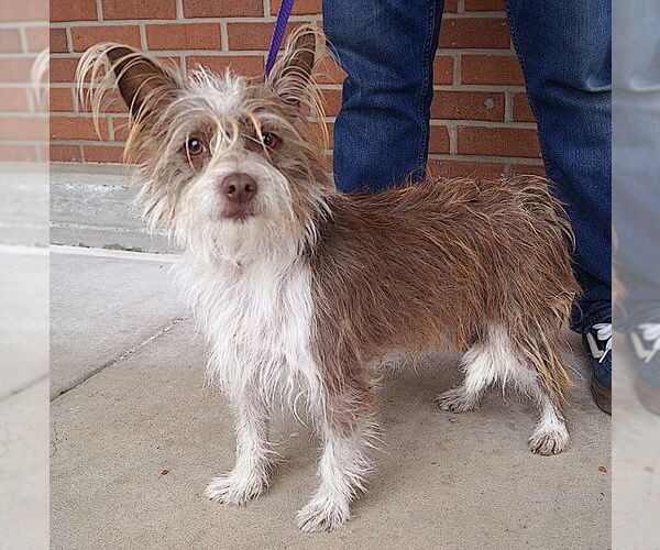 Medium Photo #2 Cairn Terrier Puppy For Sale in Carrollton, TX, USA