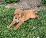 Small #4 Golden Retriever