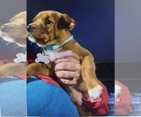 Medium Photo #5 Mutt Puppy For Sale in Holly Springs, NC, USA