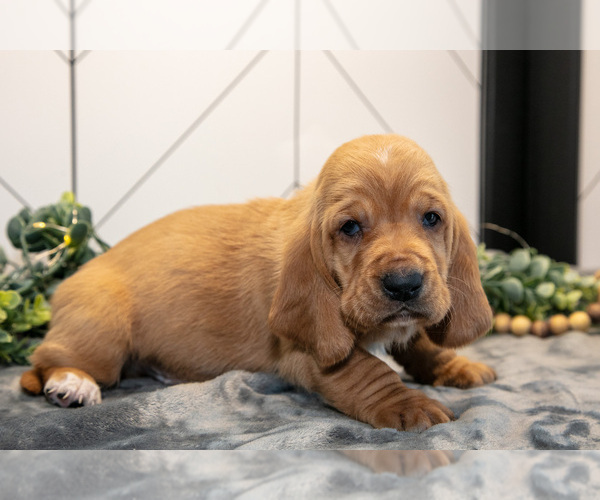 Medium Photo #15 Basset Hound Puppy For Sale in FRESNO, OH, USA