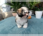 Small Photo #9 Zuchon Puppy For Sale in RENO, NV, USA
