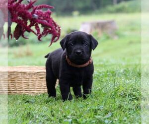 Labrador Retriever Puppy for sale in HYDE PARK, VT, USA