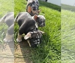 Small #4 French Bulldog