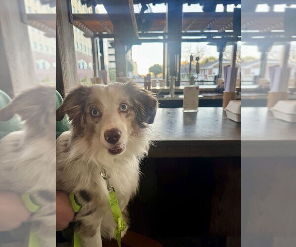Medium Photo #7 Australian Shepherd Puppy For Sale in Oak Bluffs, MA, USA