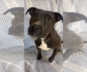 Mutt Dogs for adoption in Ridgefield, CT, USA