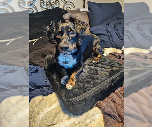 Medium Photo #1 Dachshund-Unknown Mix Puppy For Sale in Los Angeles, CA, USA