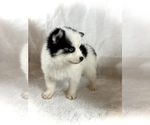 Small #1 Pomsky