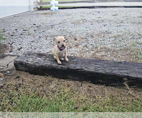 Medium Photo #4 Mutt Puppy For Sale in Holly Springs, NC, USA