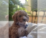 Small Photo #2 Goldendoodle (Miniature) Puppy For Sale in LEWISBURG, PA, USA