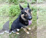 Small #2 German Shepherd Dog