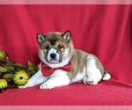 Small Photo #2 Shiba Inu Puppy For Sale in PEACH BOTTOM, PA, USA