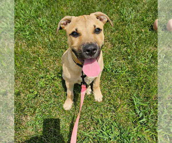 Medium Photo #10 Labrador Retriever-Unknown Mix Puppy For Sale in New York, NY, USA