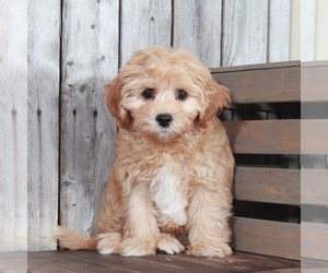 Cavapoo Puppy for sale in MOUNT VERNON, OH, USA