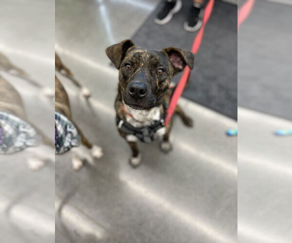 Medium Photo #8 Labrador Retriever-Plott Hound Mix Puppy For Sale in Minneapolis, MN, USA