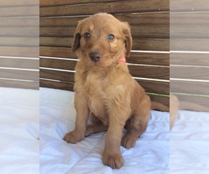 Goldendoodle Puppy for Sale in DAYTON, Virginia USA