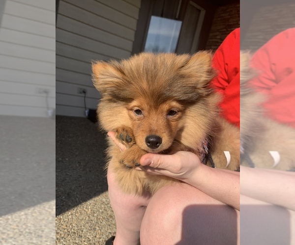 Medium Photo #1 Pomeranian Puppy For Sale in NEW ALBANY, IN, USA