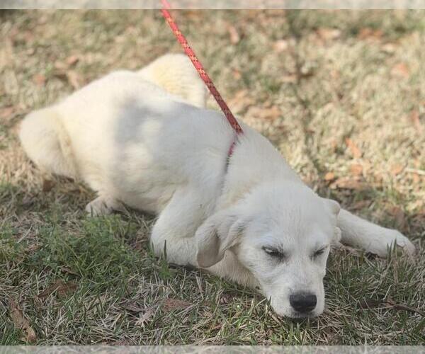 Medium Photo #2 Great Pyrenees-Unknown Mix Puppy For Sale in Yardley, PA, USA
