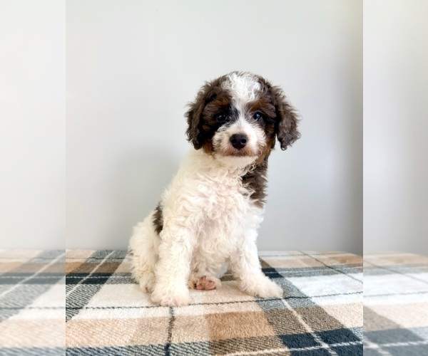 Medium Photo #3 Bernedoodle (Miniature) Puppy For Sale in GREENFIELD, IN, USA