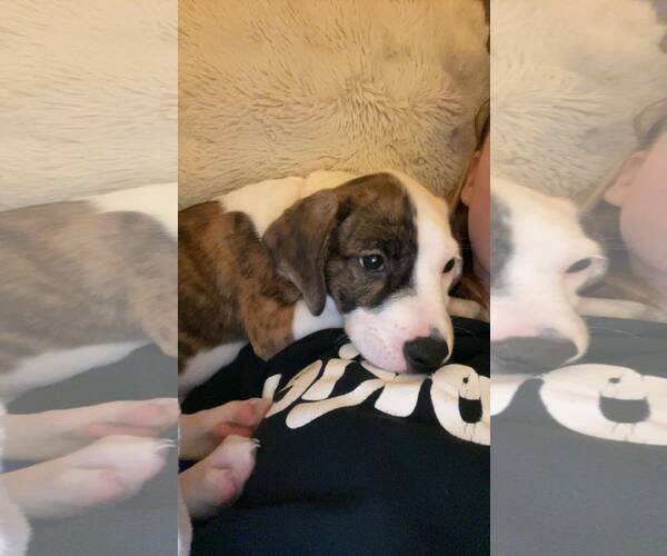 Medium Photo #5 American Staffordshire Terrier-Unknown Mix Puppy For Sale in Duluth, MN, USA